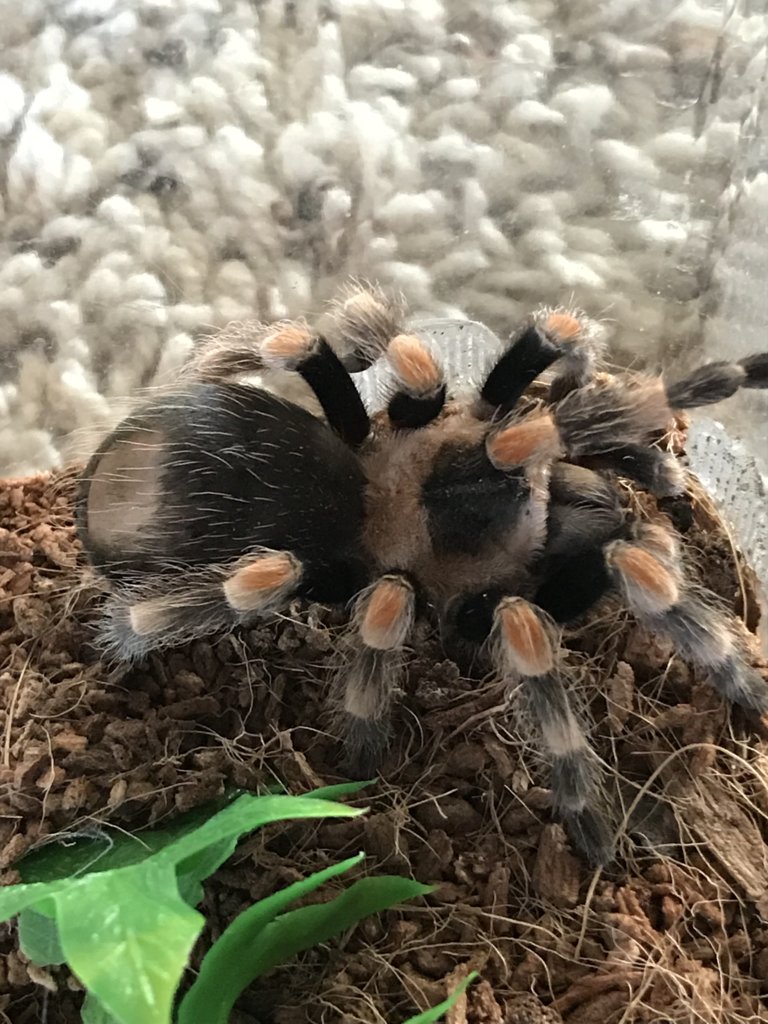 Brachypelma hamorii - Cloe