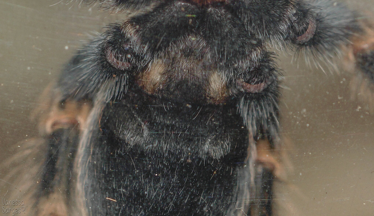 Brachypelma hamorii (formerly smithi) - 3"