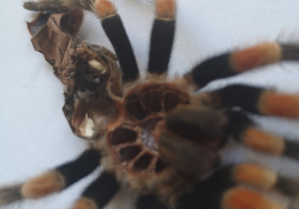 Brachypelma hamorii [molt sexing] 2/2