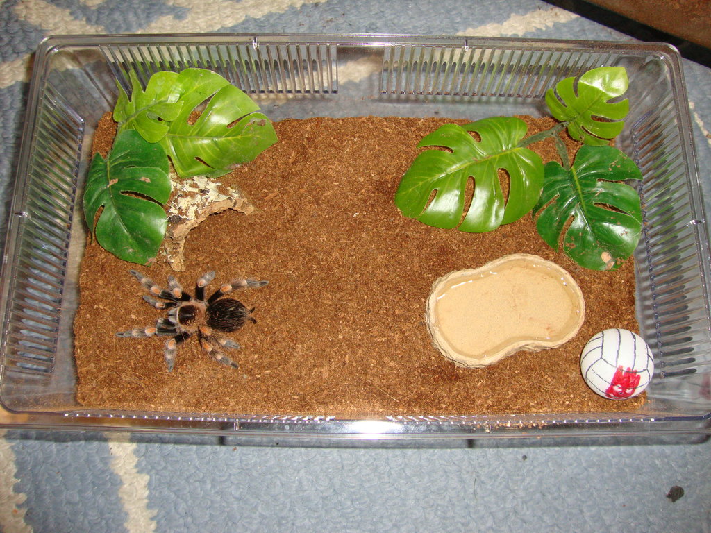 Brachypelma hamorii Rehousing