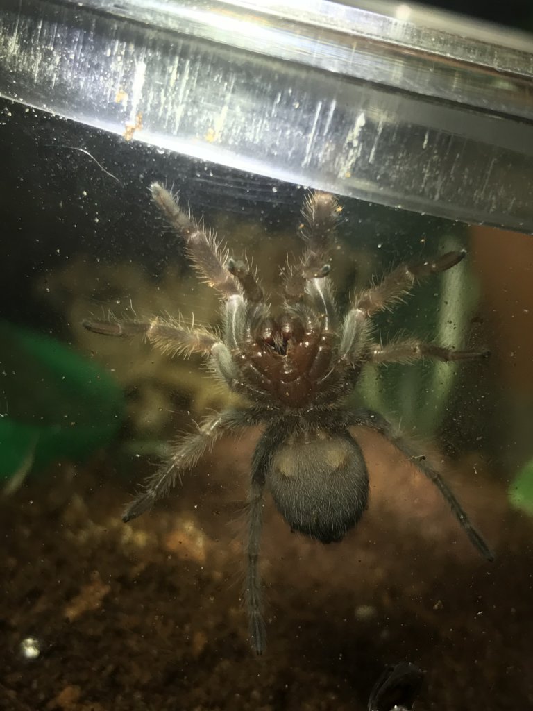 Brachypelma hamorii sling