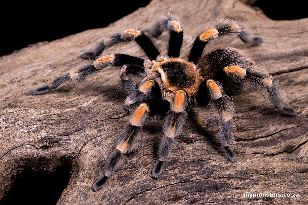 Brachypelma hamorii / smithi