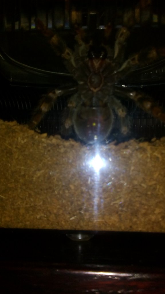 Brachypelma hamorii: Ventral (3.5")