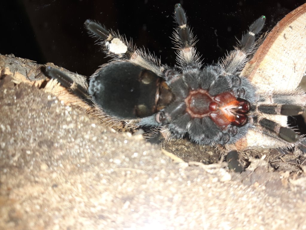 Brachypelma hamorii [ventral sexing]