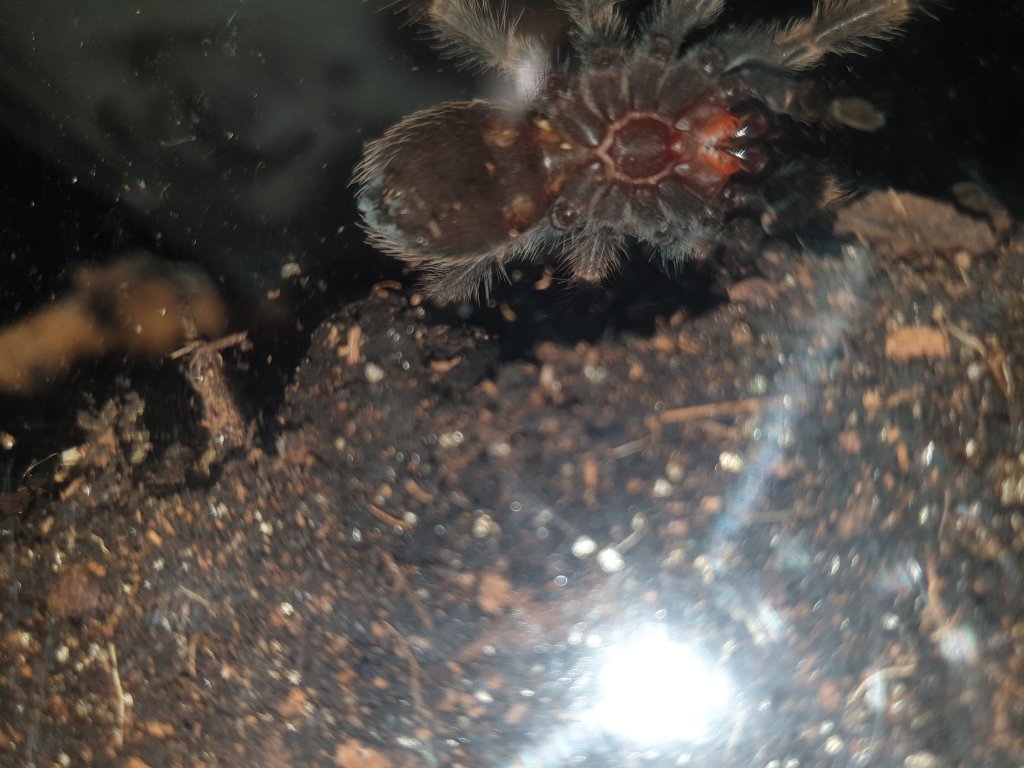 Brachypelma hamorii [ventral sexing]