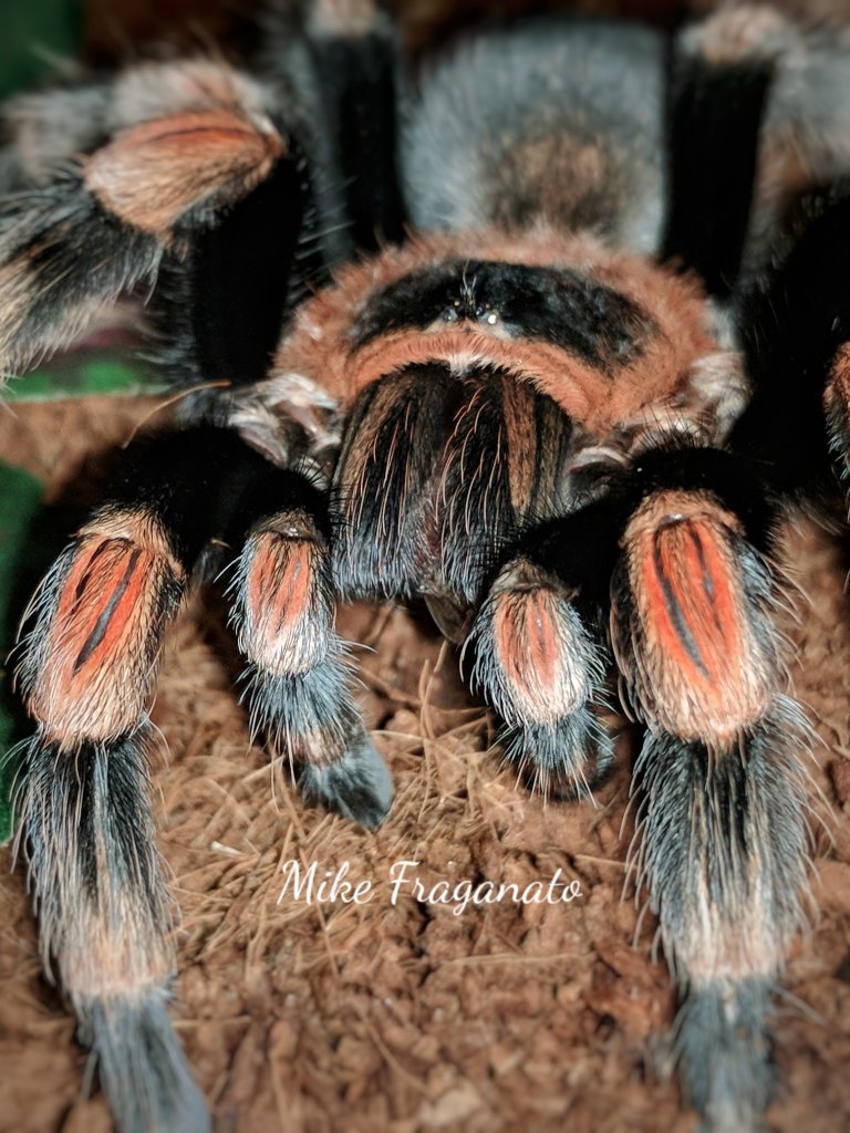 Brachypelma hamorii