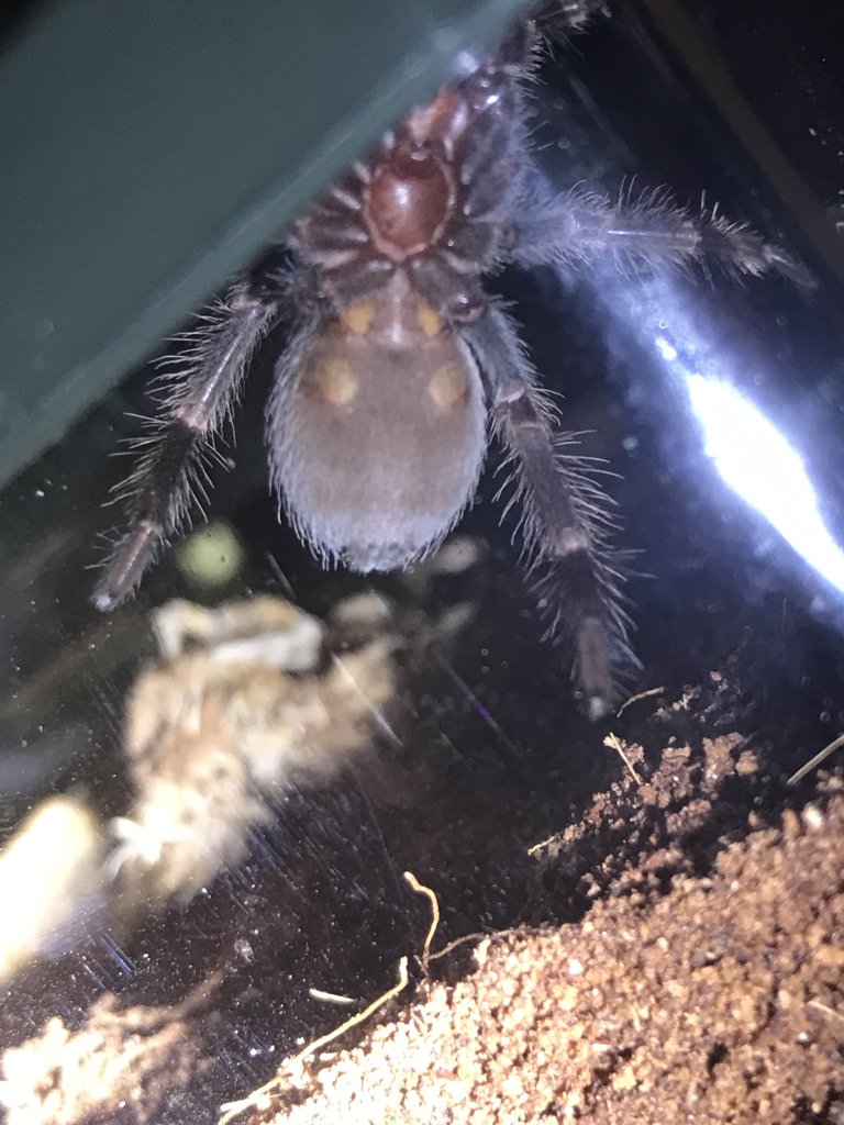 Brachypelma hamorii