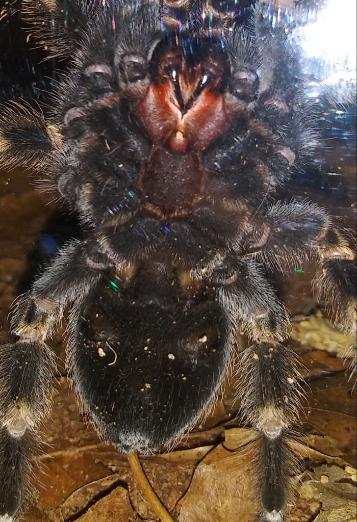 Brachypelma Hamorii