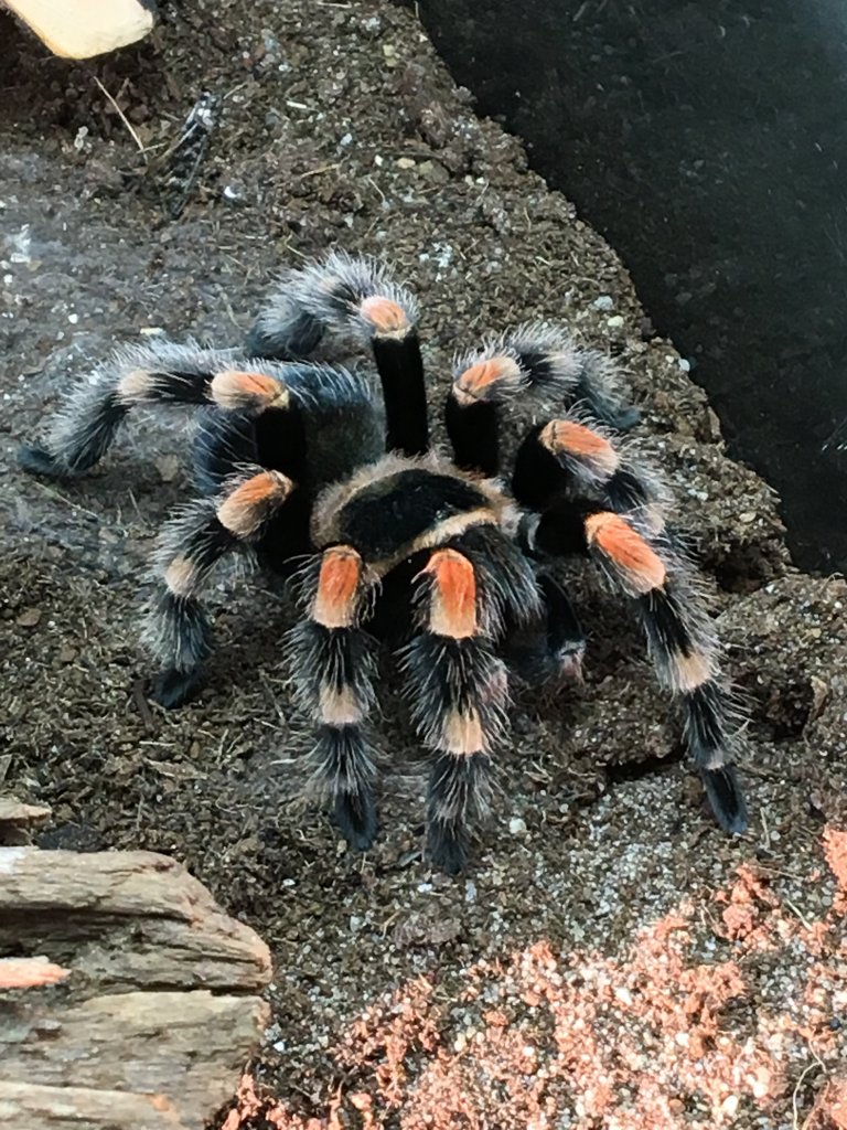 Brachypelma hamorii