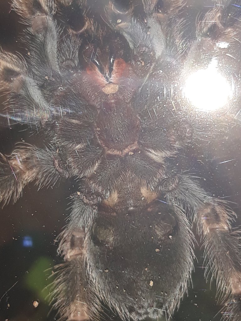 Brachypelma hamorii