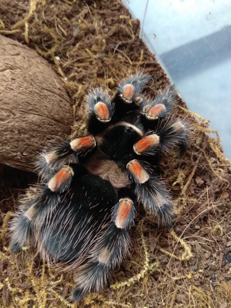 Brachypelma hamorii