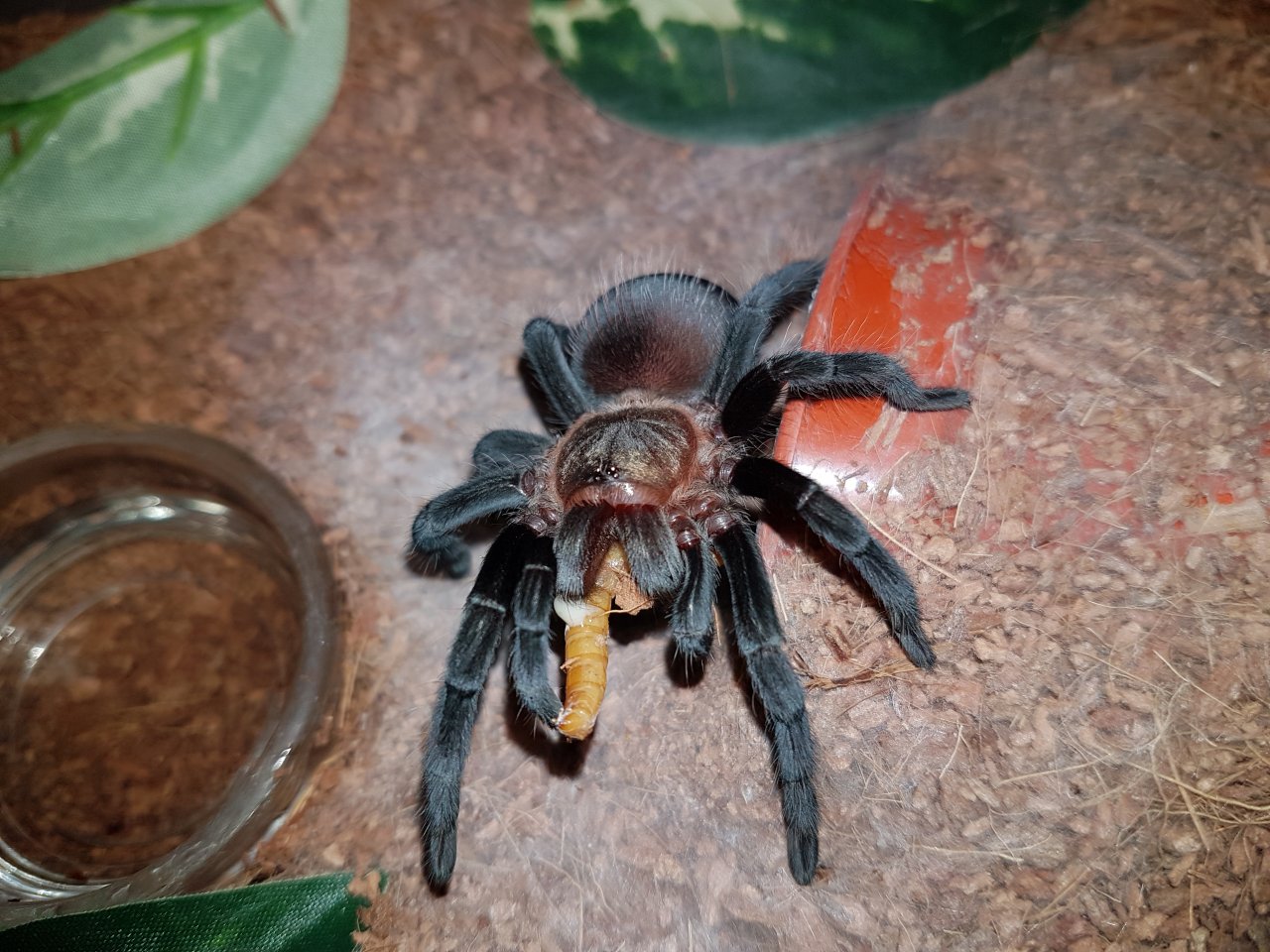 Brachypelma kahlenbergi