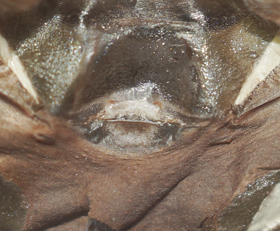 Brachypelma klaasi 2.75" Female