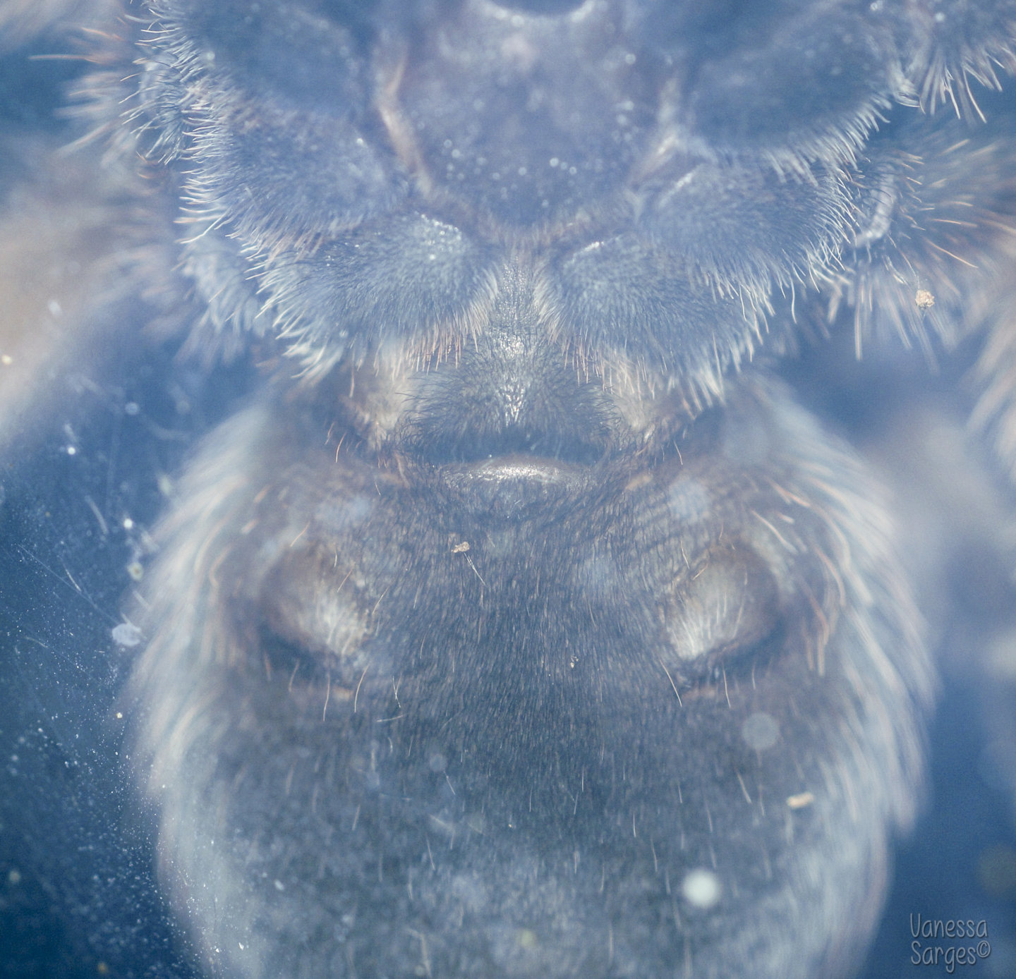 Brachypelma klaasi 4" Moult Confirmed Female