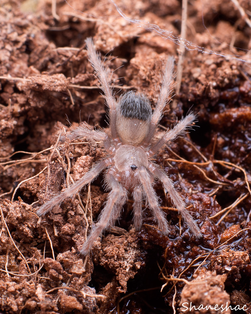 Brachypelma klaasi