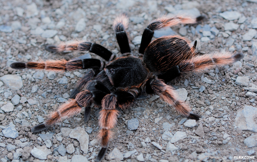 Brachypelma klaasi