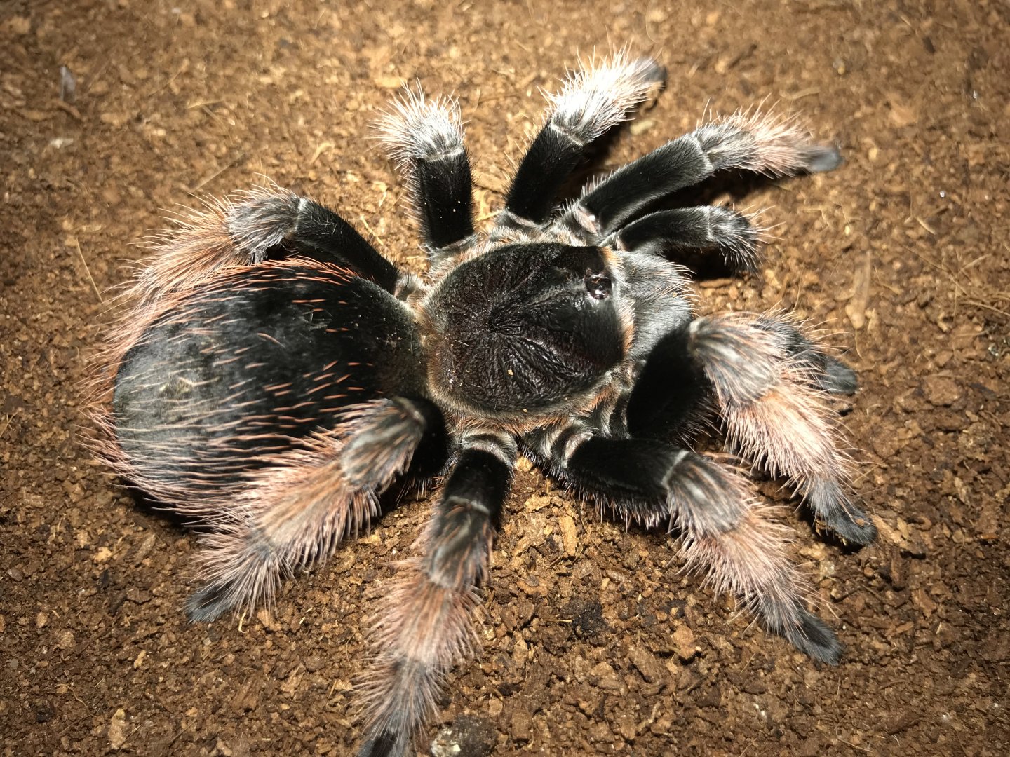 Brachypelma klaasi