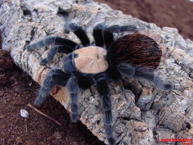 Brachypelma ruhnaui