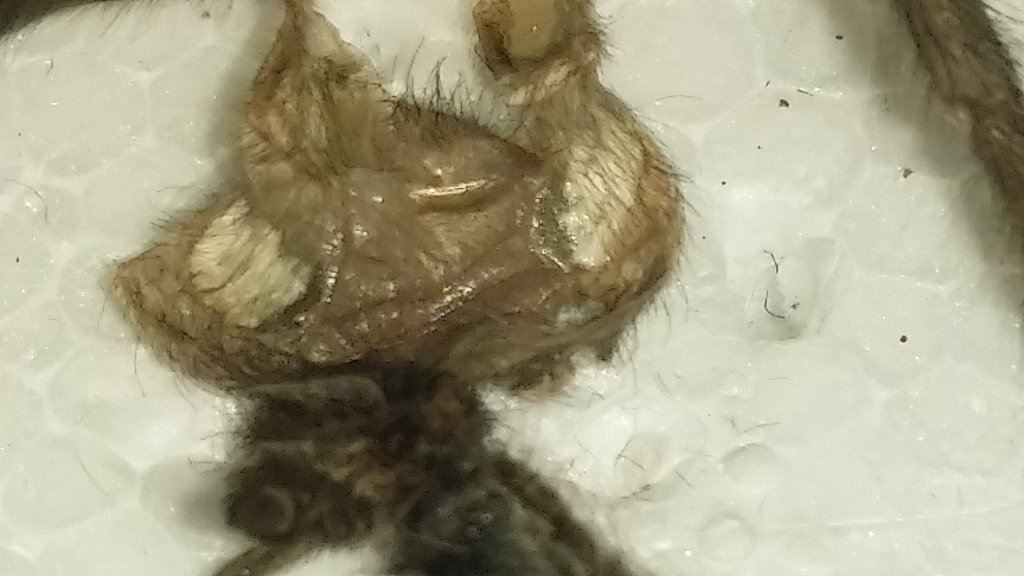 Brachypelma schroederi -> female?