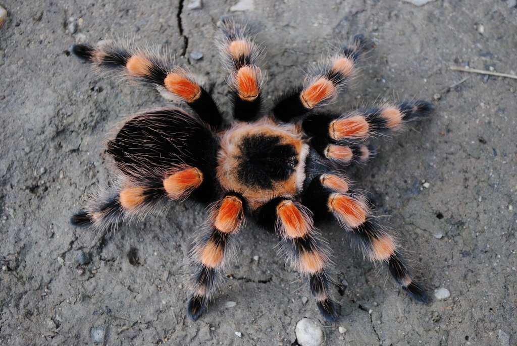 Brachypelma Smithi Female Arachnoboards