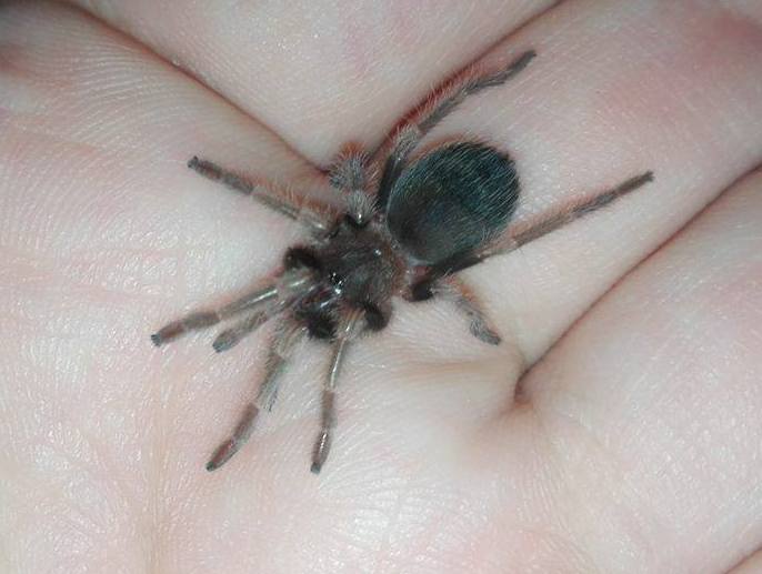 Brachypelma smithi -> juvenile