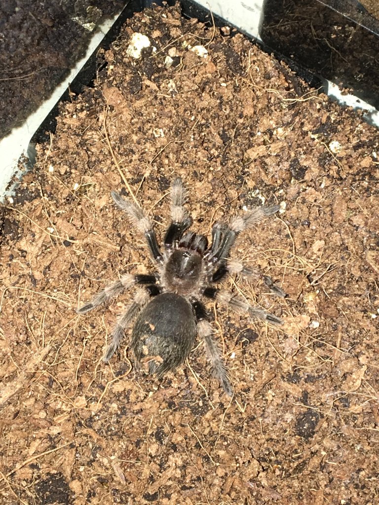 Brachypelma Smithi not eating