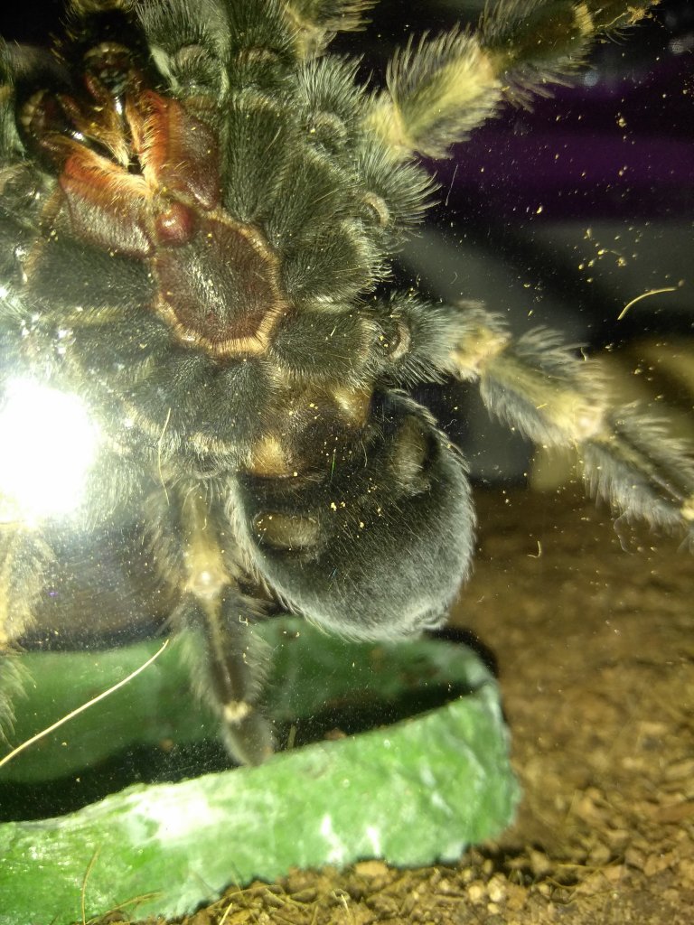 Brachypelma smithi [ventral sexing]