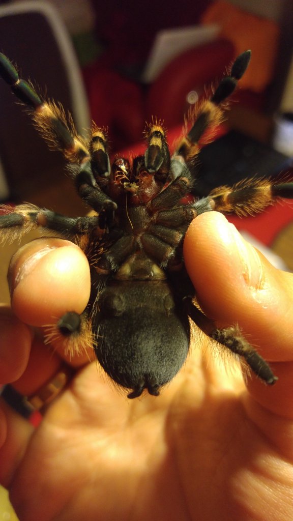 Brachypelma smithi [ventral sexing]