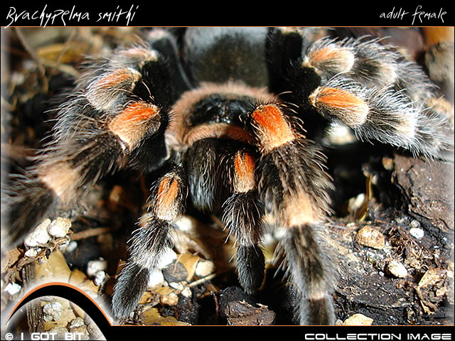 Brachypelma smithi