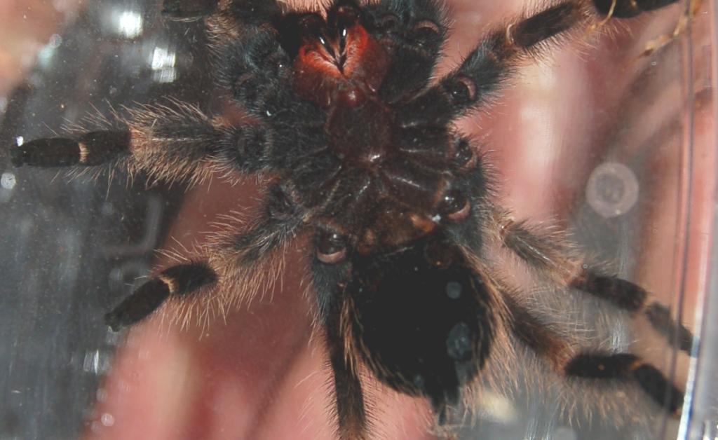 Brachypelma smithi