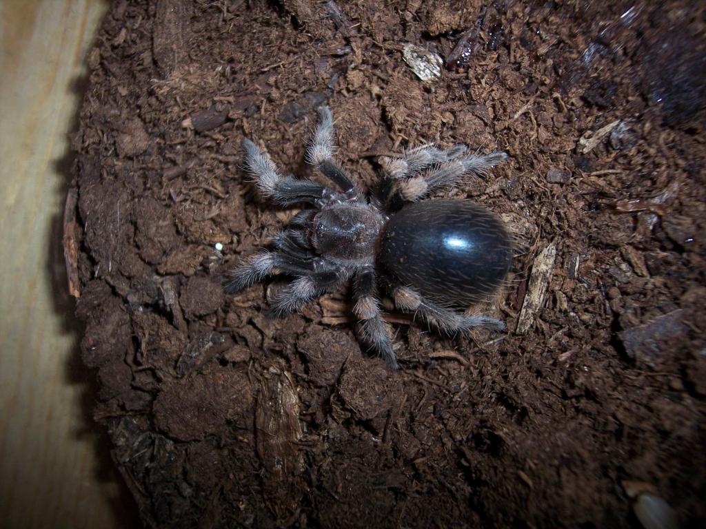 Brachypelma smithi