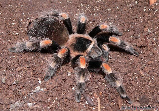 Brachypelma smithi