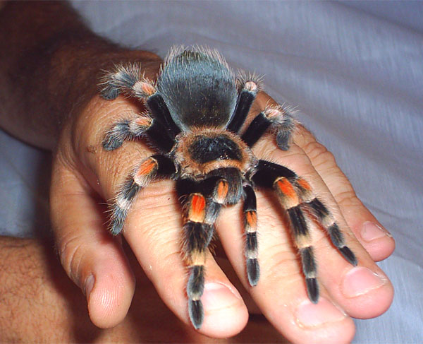 Brachypelma smithi