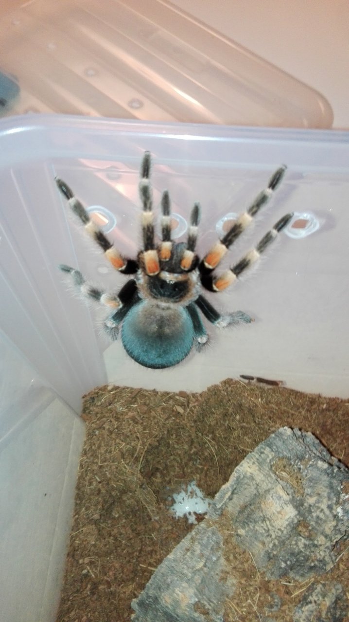 Brachypelma smithi