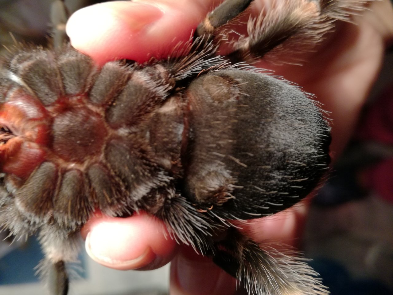 Brachypelma smithi