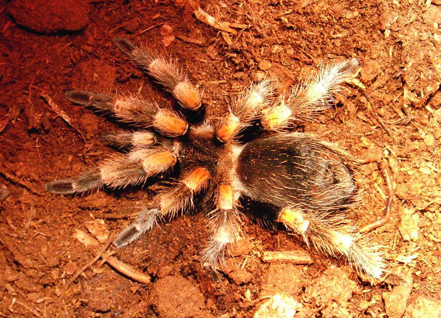 Brachypelma smithi