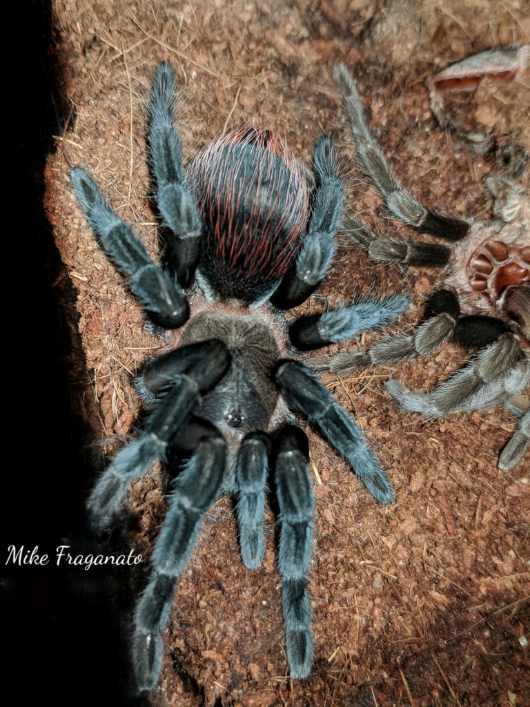 Brachypelma sp.