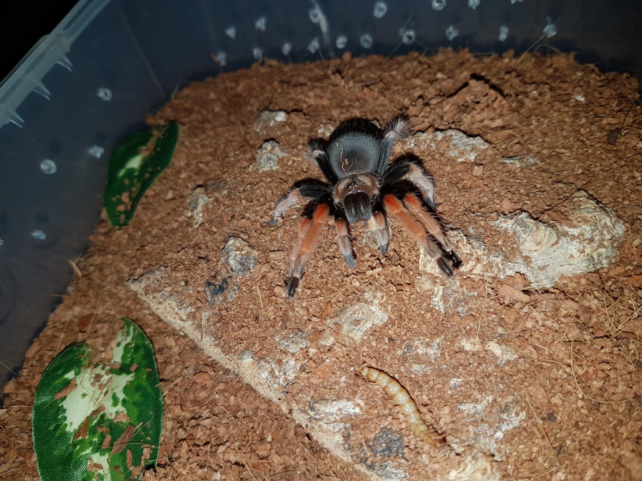 Brachypelma sp