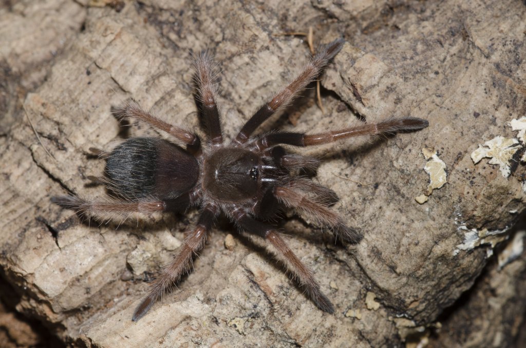 Brachypelma sp?