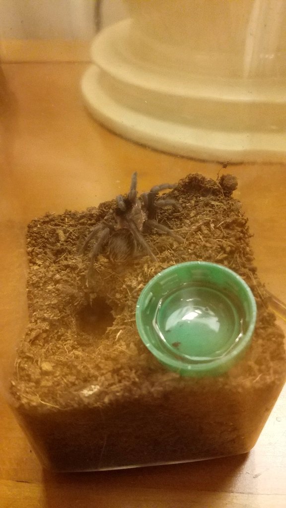 Brachypelma Vagan