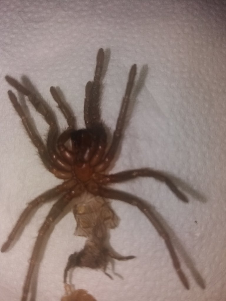 Brachypelma vagans [2/2]