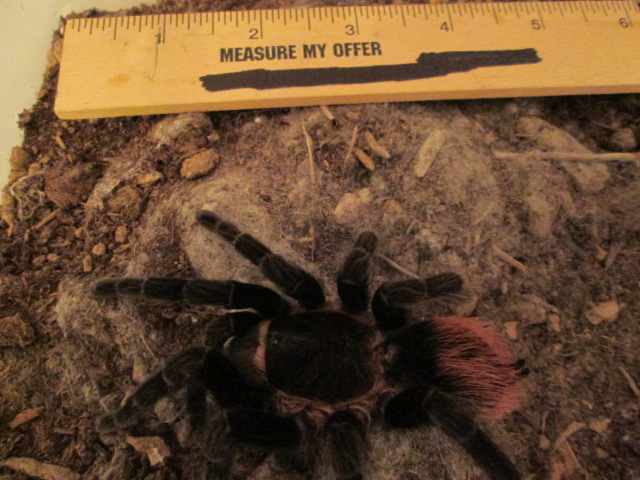 Brachypelma vagans (4/4)