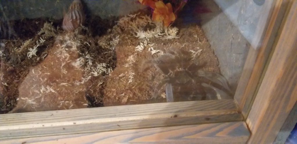 Brachypelma vagans drinking