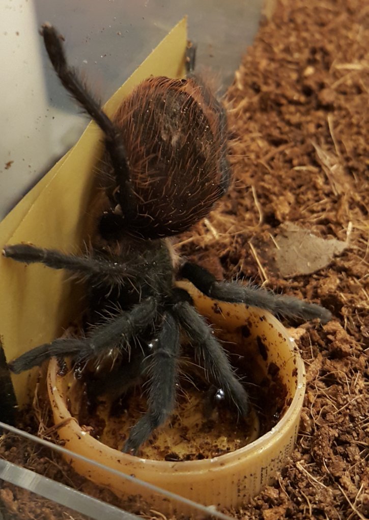 Brachypelma vagans drinking