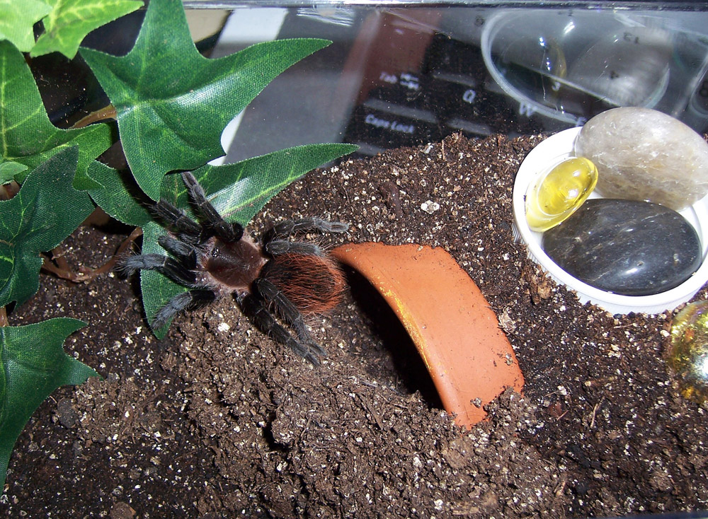 Brachypelma vagans female