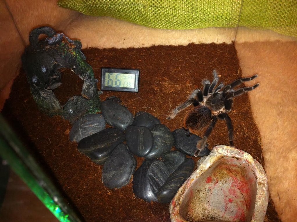 Brachypelma Vagans female