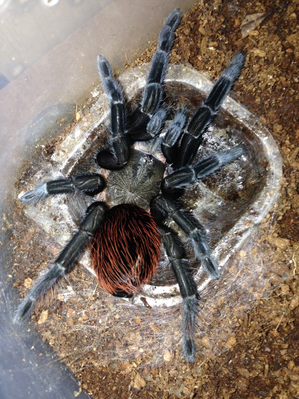 Brachypelma vagans Freshly molted