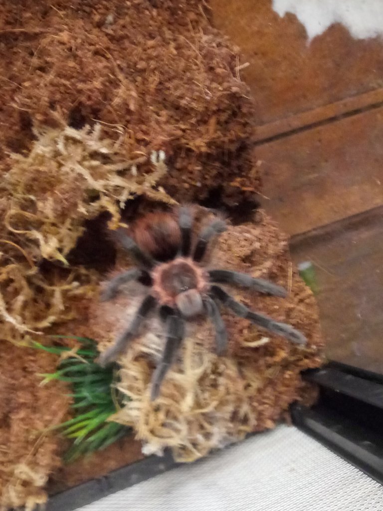 Brachypelma vagans [sexing]