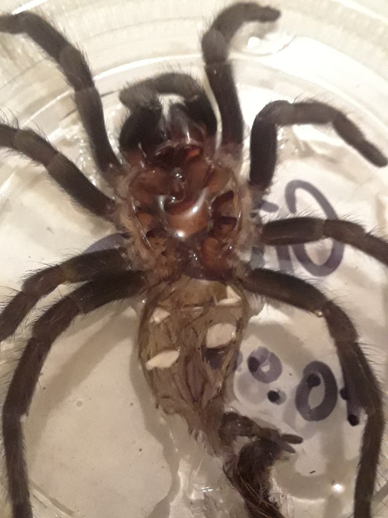 Brachypelma vagans [ventral sexing]