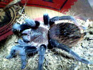 Brachypelma vagans